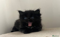 Ragdoll cats for sale: “Adorable Black Ragdoll Kittens – Don’t Miss Out!” - Image 8