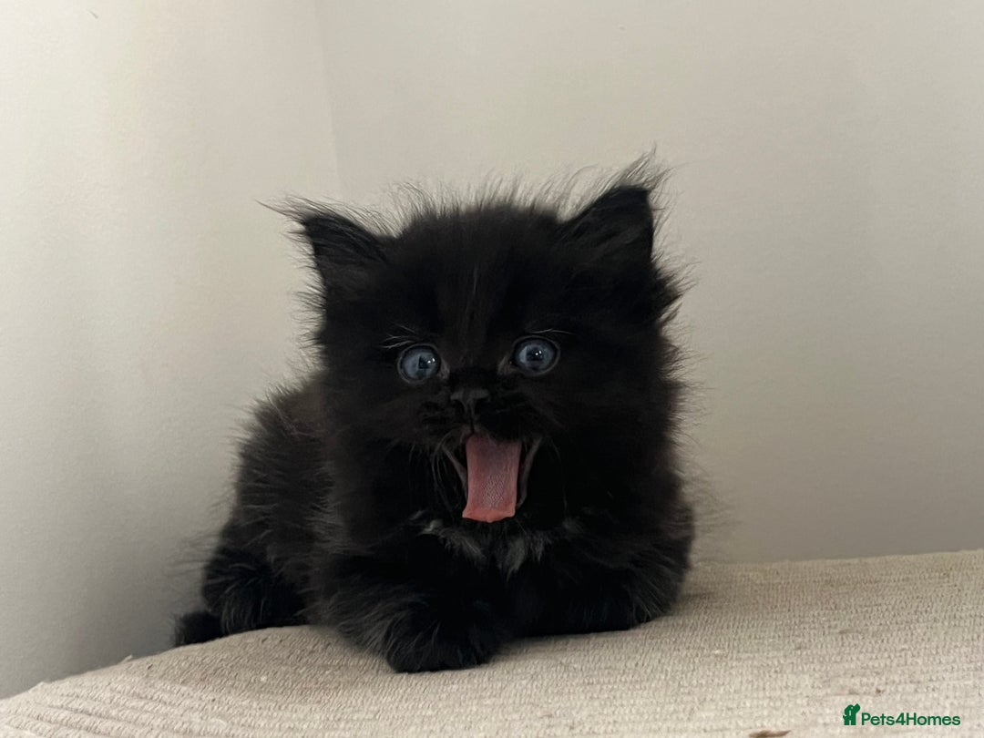 Ragdoll cats for sale: “Adorable Black Ragdoll Kittens – Don’t Miss Out!” - Image 8