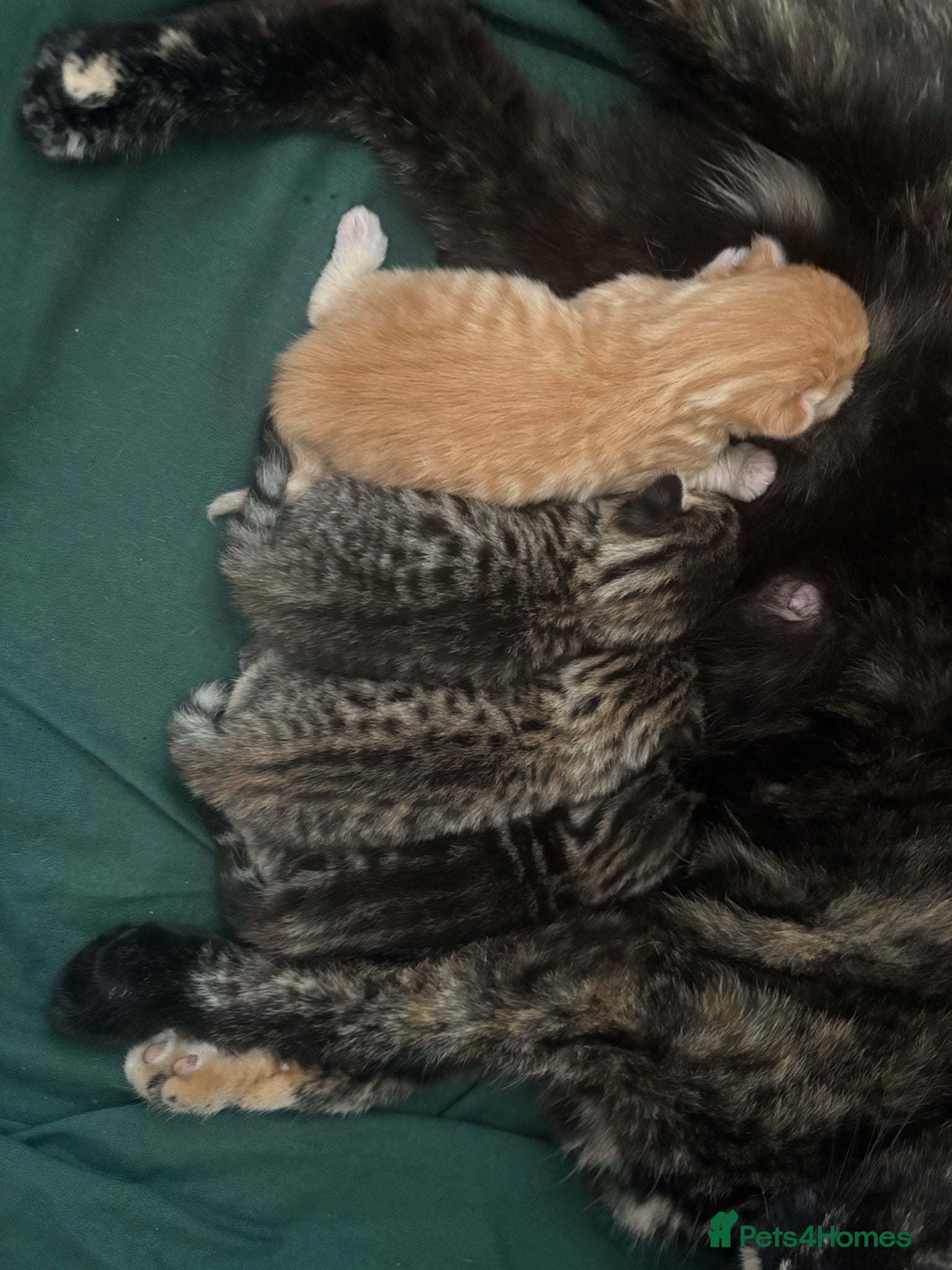 Bengal cats Stunning Bengal kittens  - Advert 1