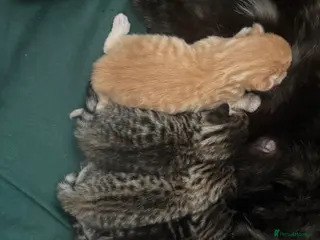 Bengal cats Stunning Bengal kittens - Advert 1