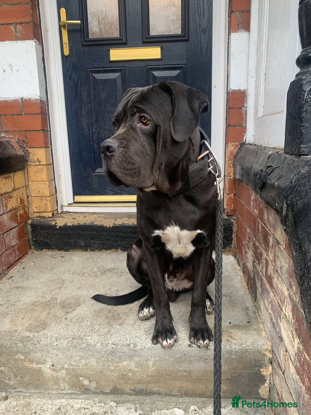 Cane Corso dogs for sale: PURE CANE CORSO MALE - Advert 3