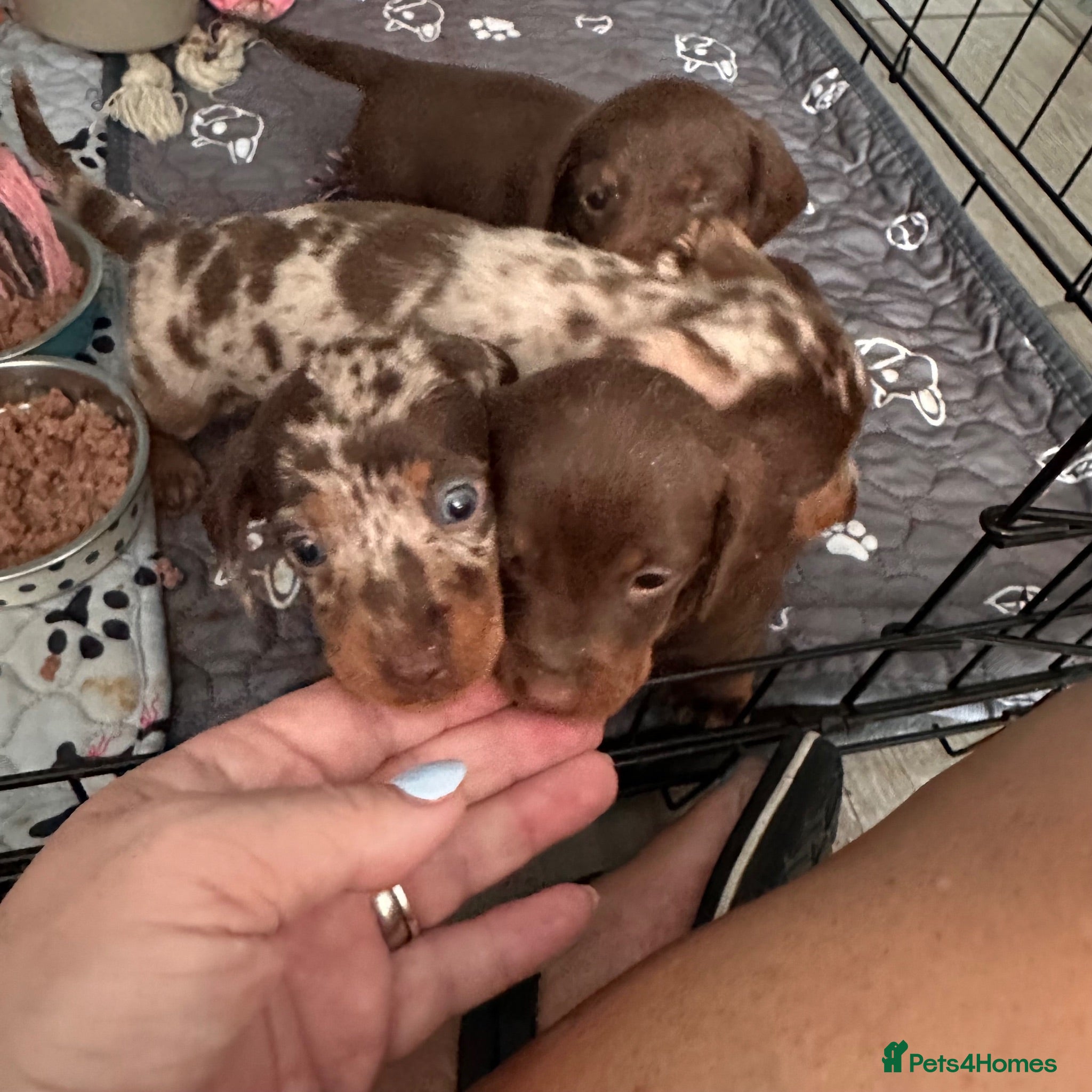 Miniature Dachshund dogs Miniature Dachshund KC Reg Puppies - Advert 2