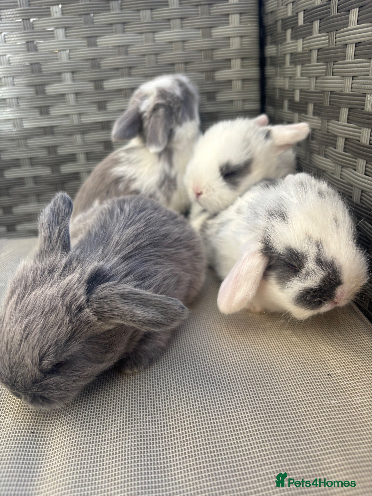Mini Lop rabbits 4 mini lops for sale  - Advert 16
