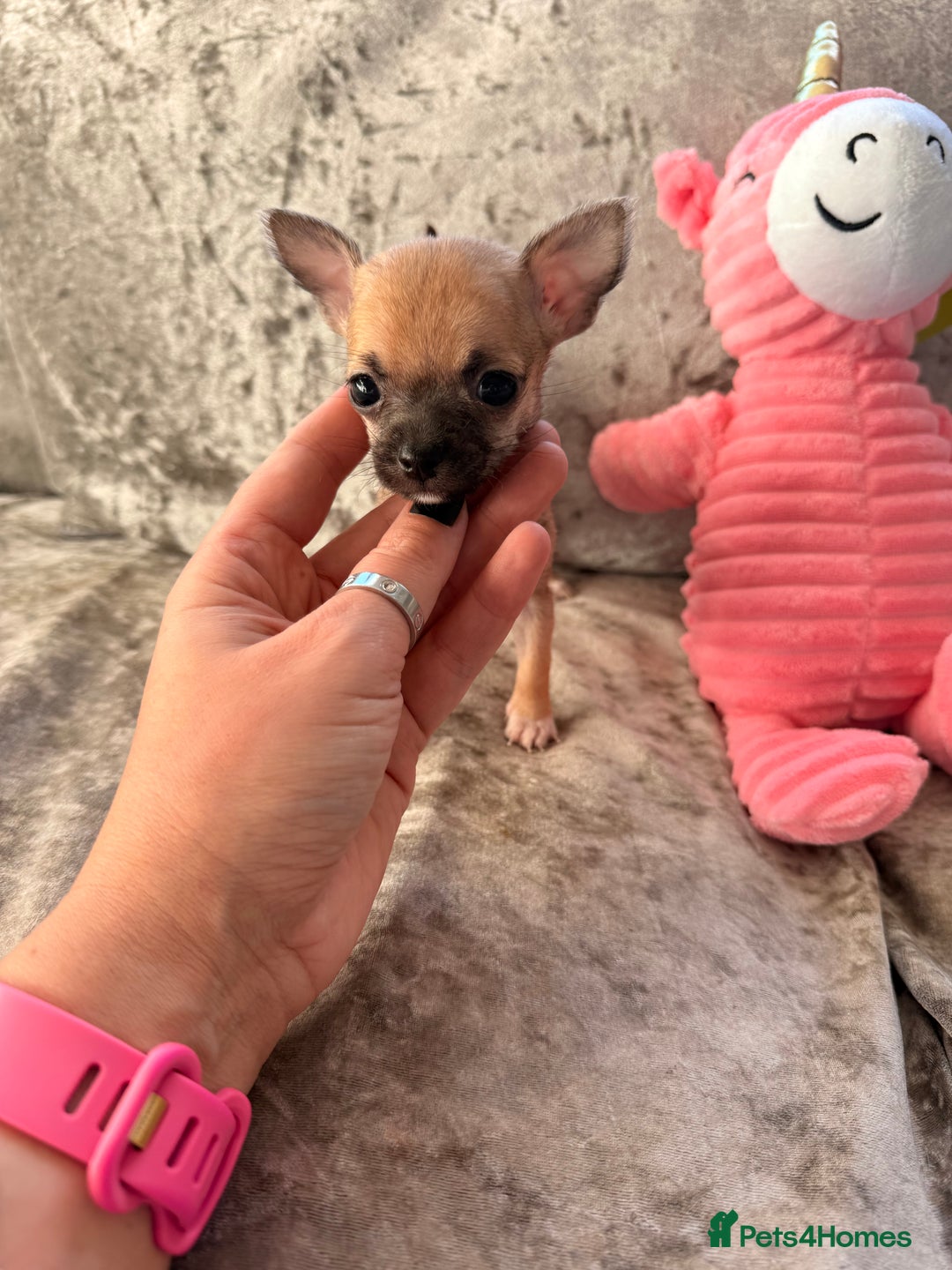 Chihuahua dogs for sale: Extremely tiny chihuahua female 0.4kg  - Advert 5