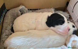Cocker Spaniel dogs for sale: Working cocker spaniel puppies 1 girl 3 boys  - Image 8