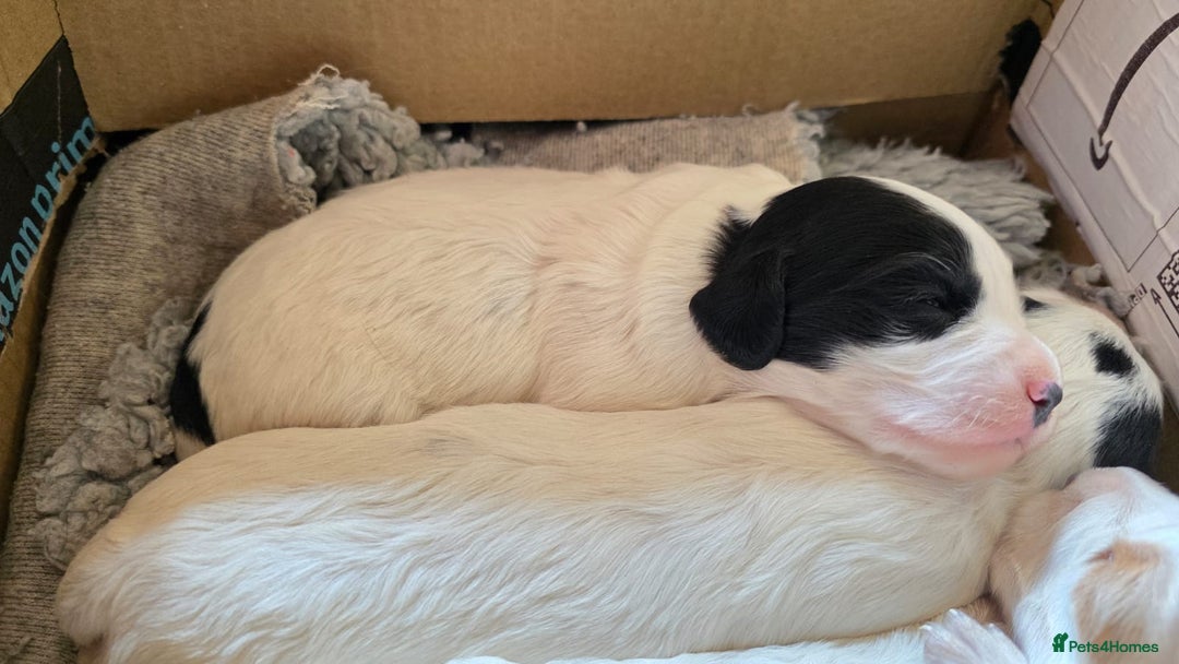 Cocker Spaniel dogs for sale: Working cocker spaniel puppies 1 girl 3 boys  - Image 8