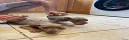 Jack Russell dogs for sale: Beautiful Jack Rusell Puppies  - Advert 10