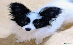 Papillon dogs for sale: Papillon boy available  - Image 1