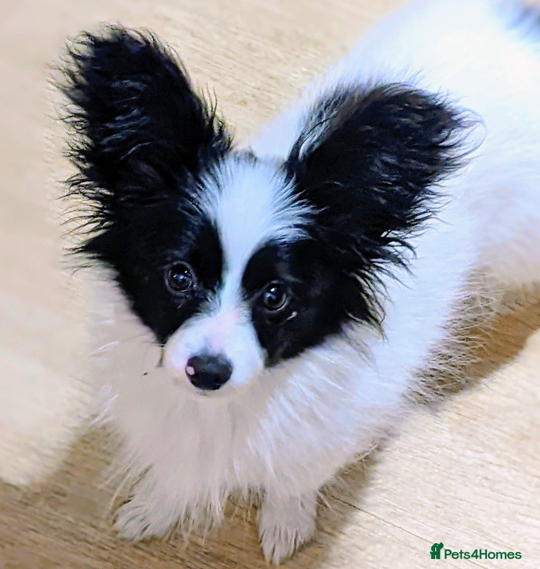 Papillon dogs for sale: Papillon boy available  - Image 1