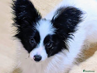 Papillon dogs - Advert 1