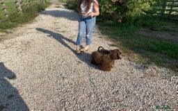 American Cocker Spaniel dogs for sale: Lovey Chocolate Tri Adult Male - Image 6