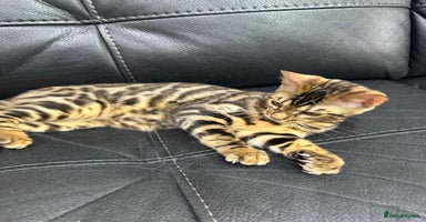 Bengal cats - Advert 13