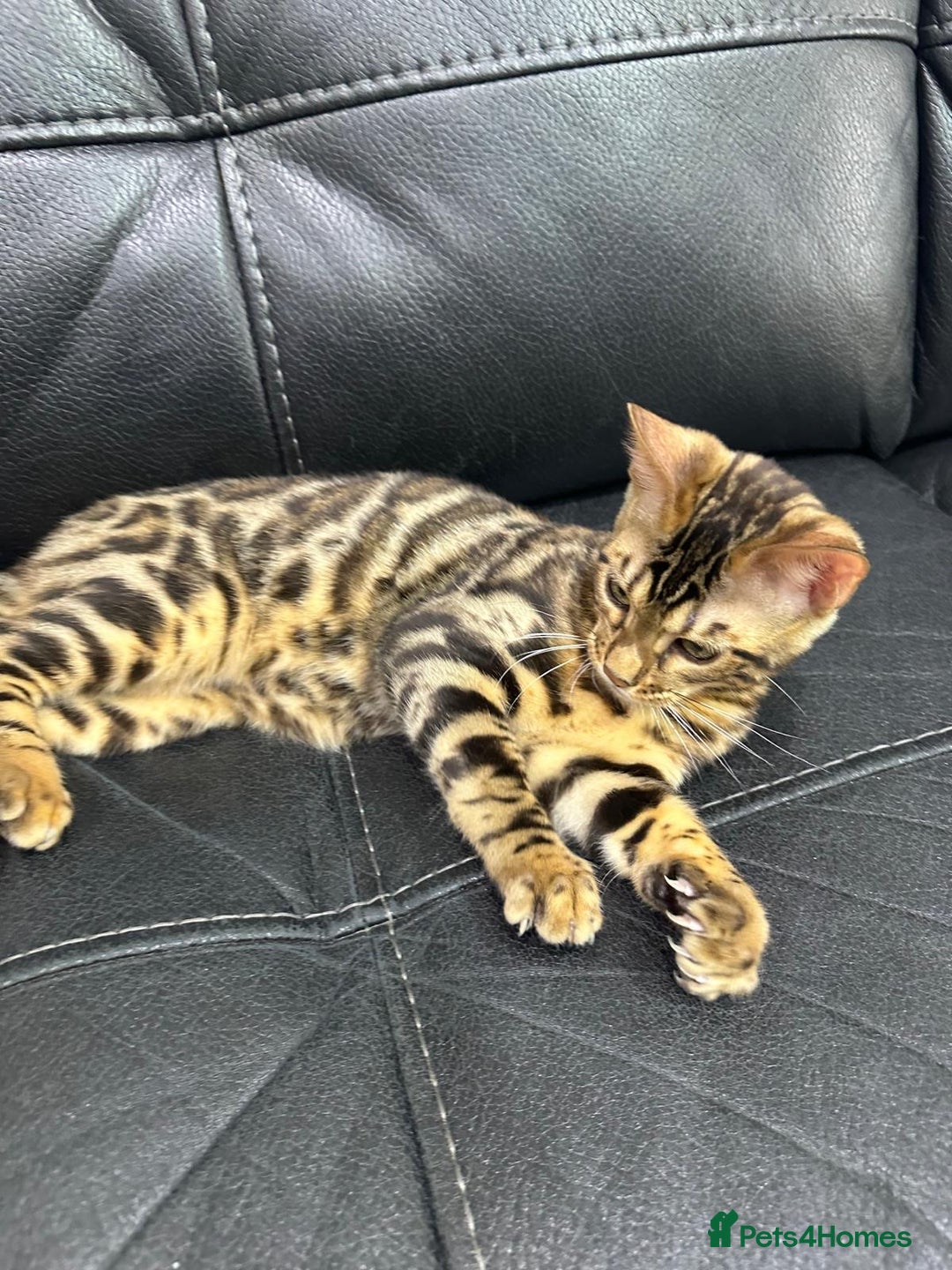 Bengal cats for sale: Exceptional European Tica registered male Bengal   - Image 2