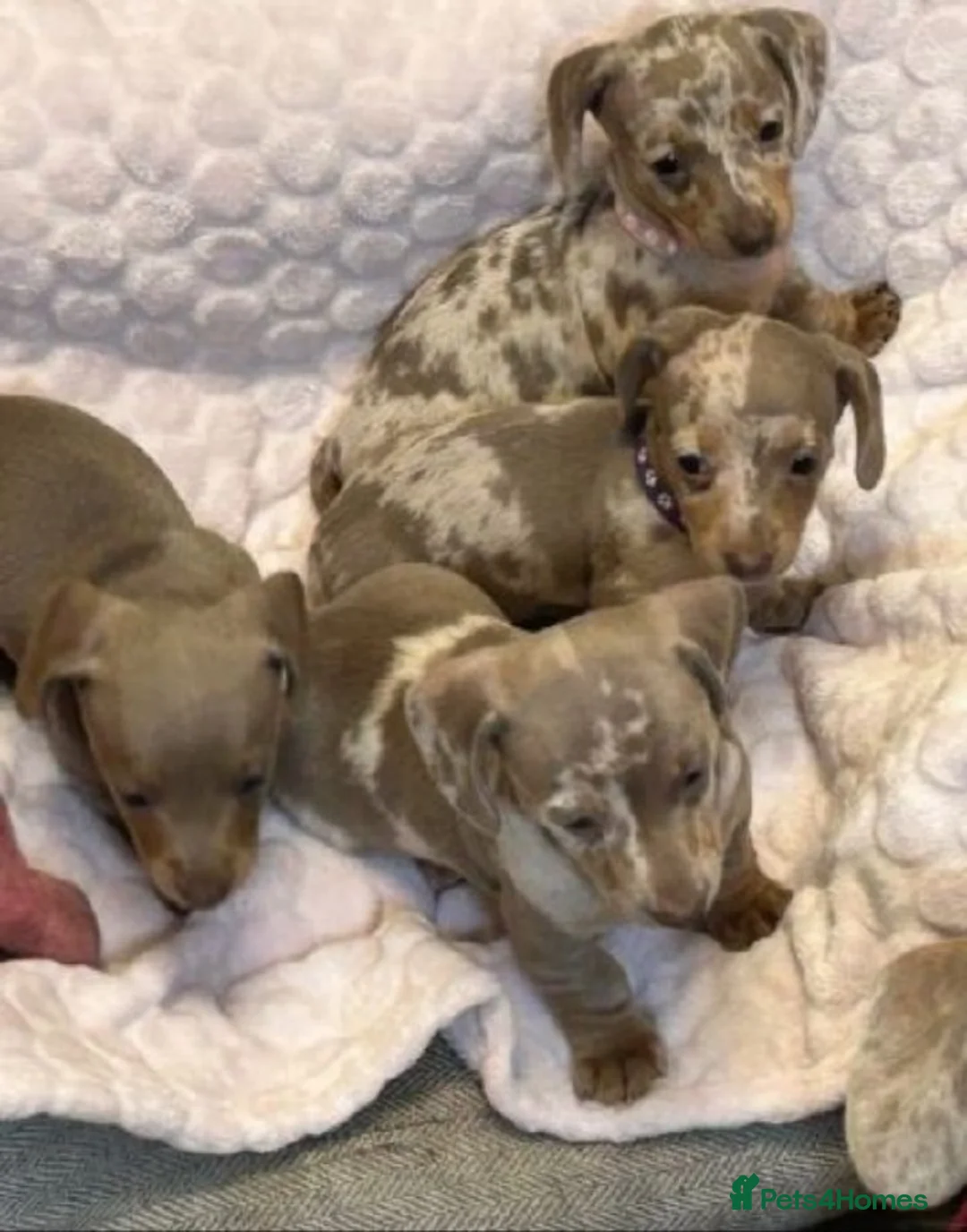 Miniature Dachshund dogs for sale: Miniature Dachshund Puppies in Musselburgh - Advert 1