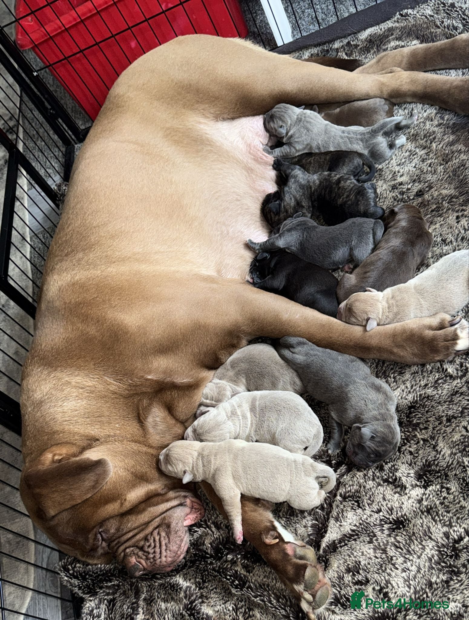 Mixed Breed dogs Puppies for Sale!! - Advert 1