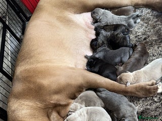 Mixed Breed dogs Puppies for Sale!! - Advert 5