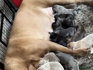 Mixed Breed dogs Puppies for Sale!! - Advert 1