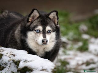 Siberian Husky dogs GERA – Female Siberian Husky - Advert 14