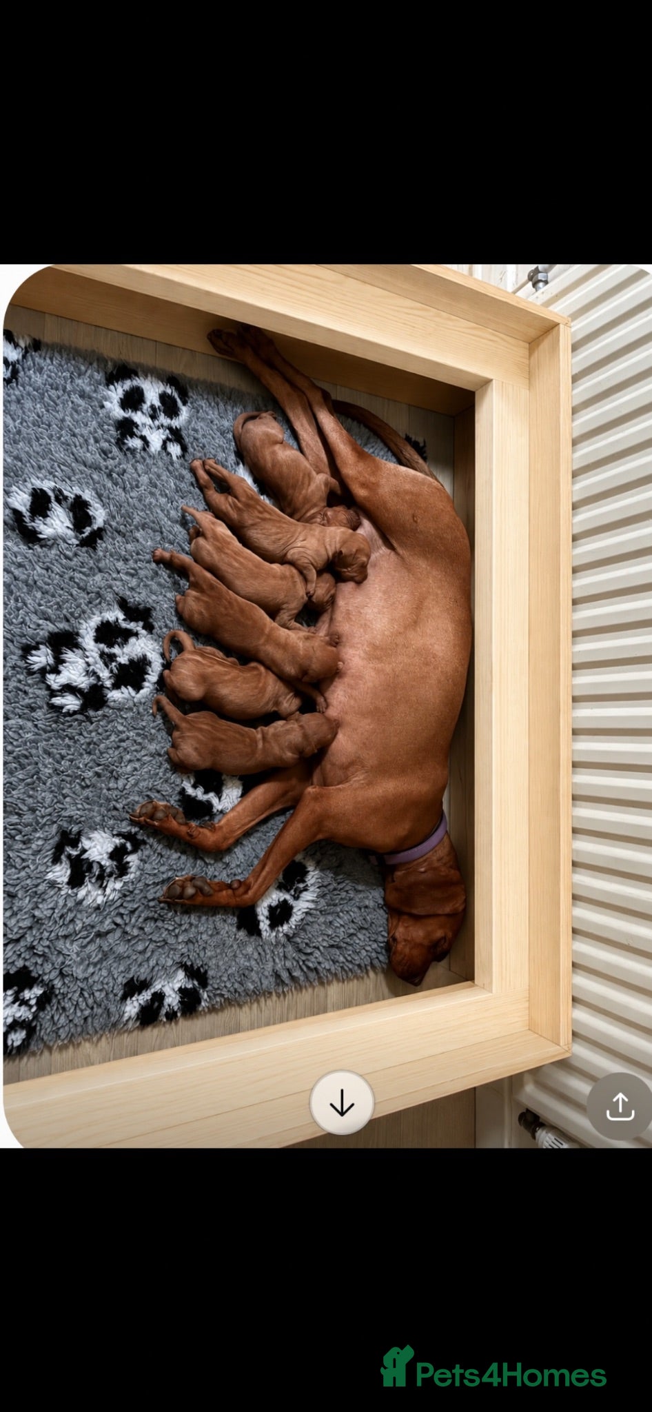 Hungarian Vizsla dogs Gwens puppies 🐾 - Advert 2