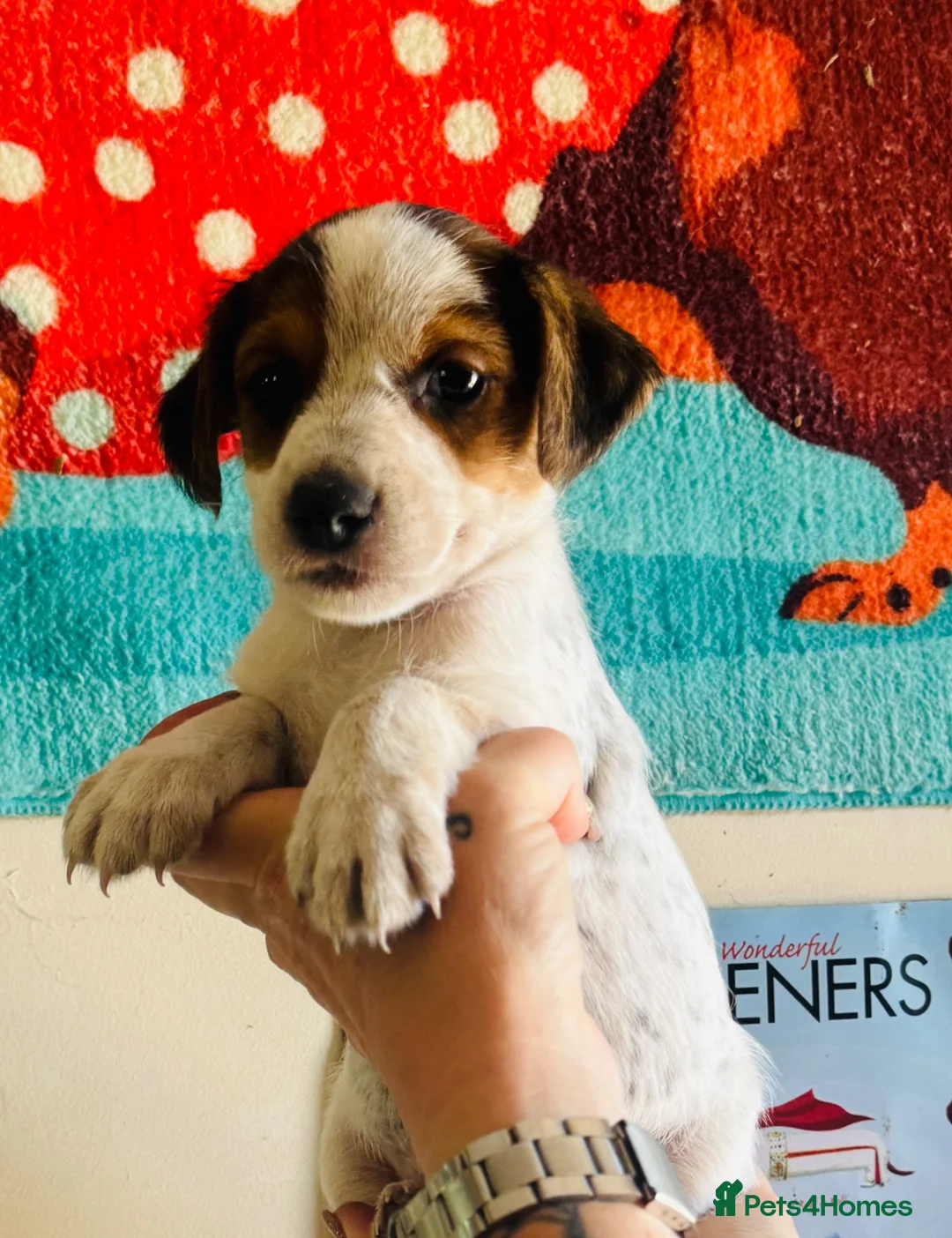 Jack Russell dogs for sale: A good Old Fashioned JR ❤️ - Advert 18