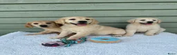 Golden Retriever dogs for sale: Golden Retriever Puppy - Advert 6