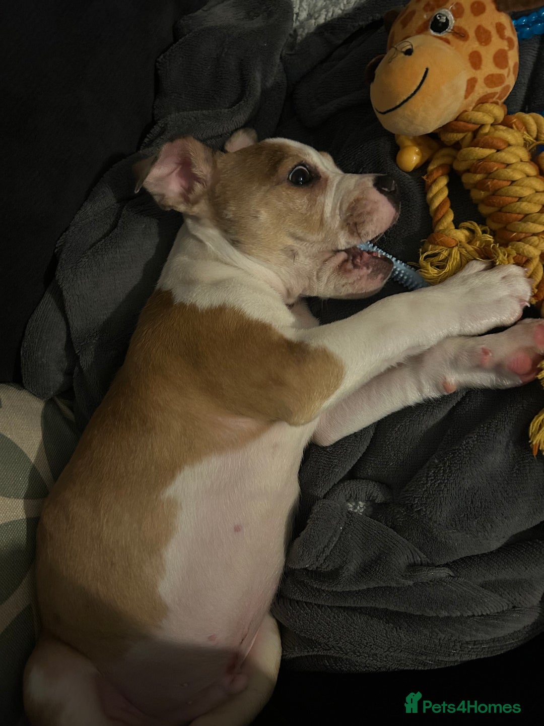 Mixed Breed dogs for sale: Staff x bulldog  - Advert 17