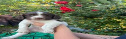English Springer Spaniel dogs for sale: KC Reg Springer Spaniel Puppies - Horsham in Horsham - Advert 17