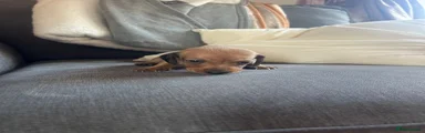 Dachshund 3