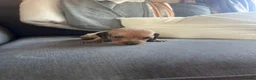 Dachshund dogs for sale: Beautiful dachshund puppies - Advert 9