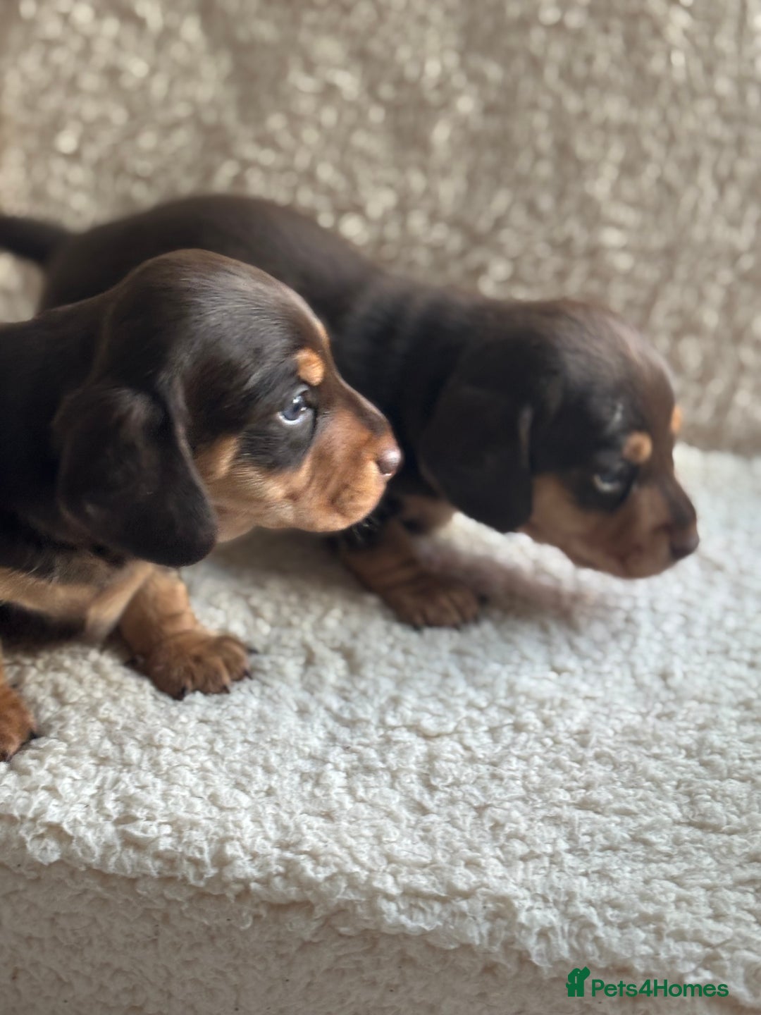 Miniature Dachshund dogs for sale: KC Registered Miniature dachshund smooth  - Advert 6