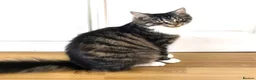 Mixed Breed cats for sale: Kittens  in Loughborough - Advert 1