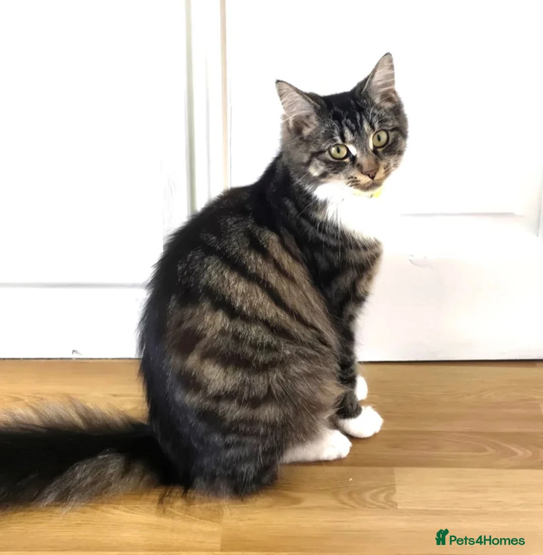 Mixed Breed cats for sale: Kittens  in Loughborough - Advert 1