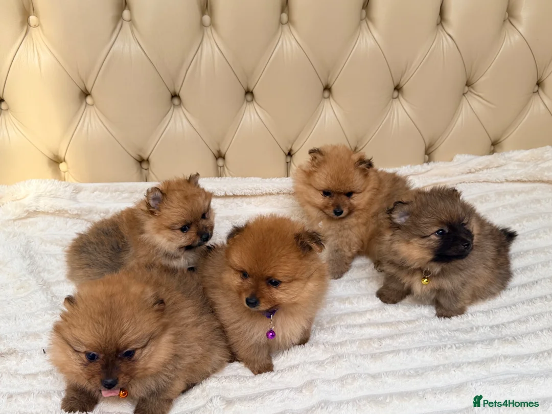 Pomeranian dogs for sale: Fluffy Pomeranian Puppies  - Advert 1