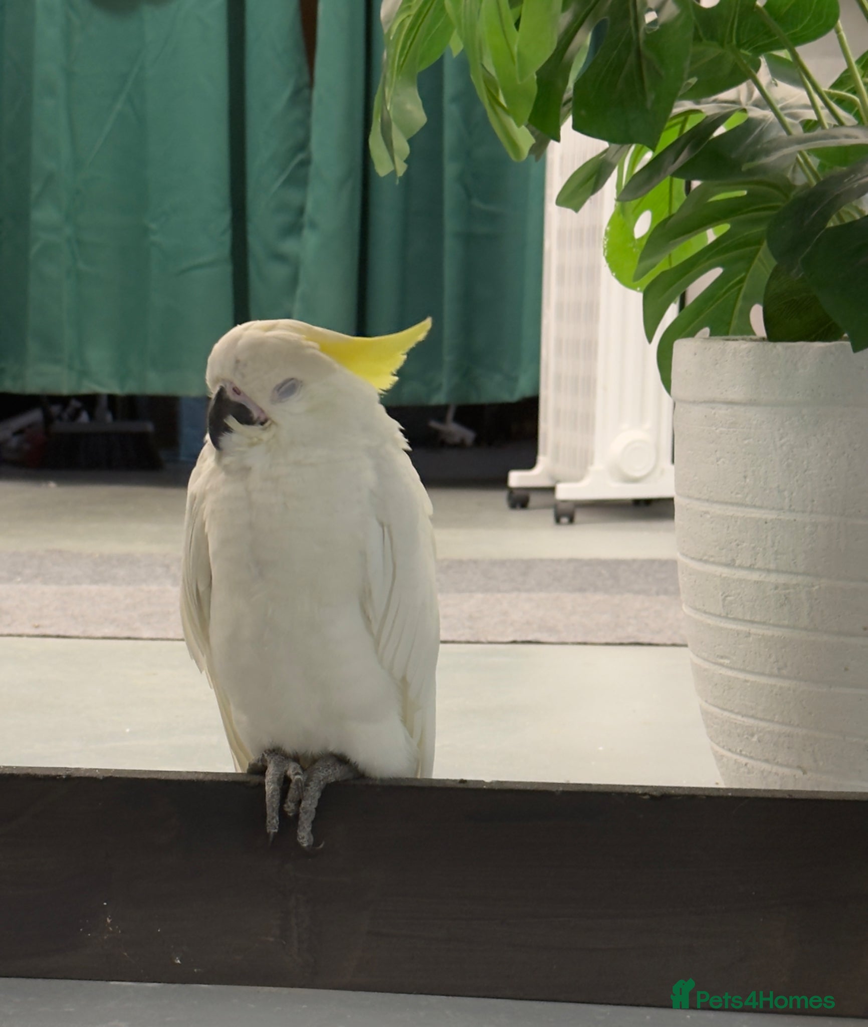 Parrots birds Baby Sulphur-crested & Umbrella Cockatoos - Advert 7