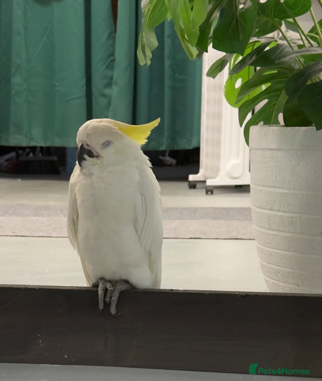 Parrots birds for sale: Baby Sulphur-crested & Umbrella Cockatoos - Advert 1