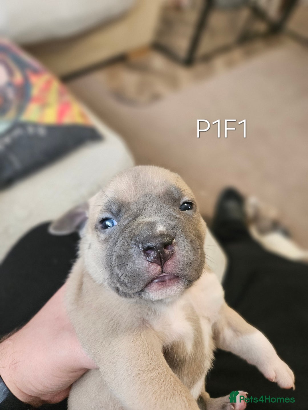 American Bully dogs for sale:  litter of AmericanBully(ABKC)  Standart/Pocket - Advert 18