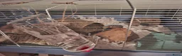 Hamster rodents for sale: Female Syrian hamster in Worksop - Advert 5