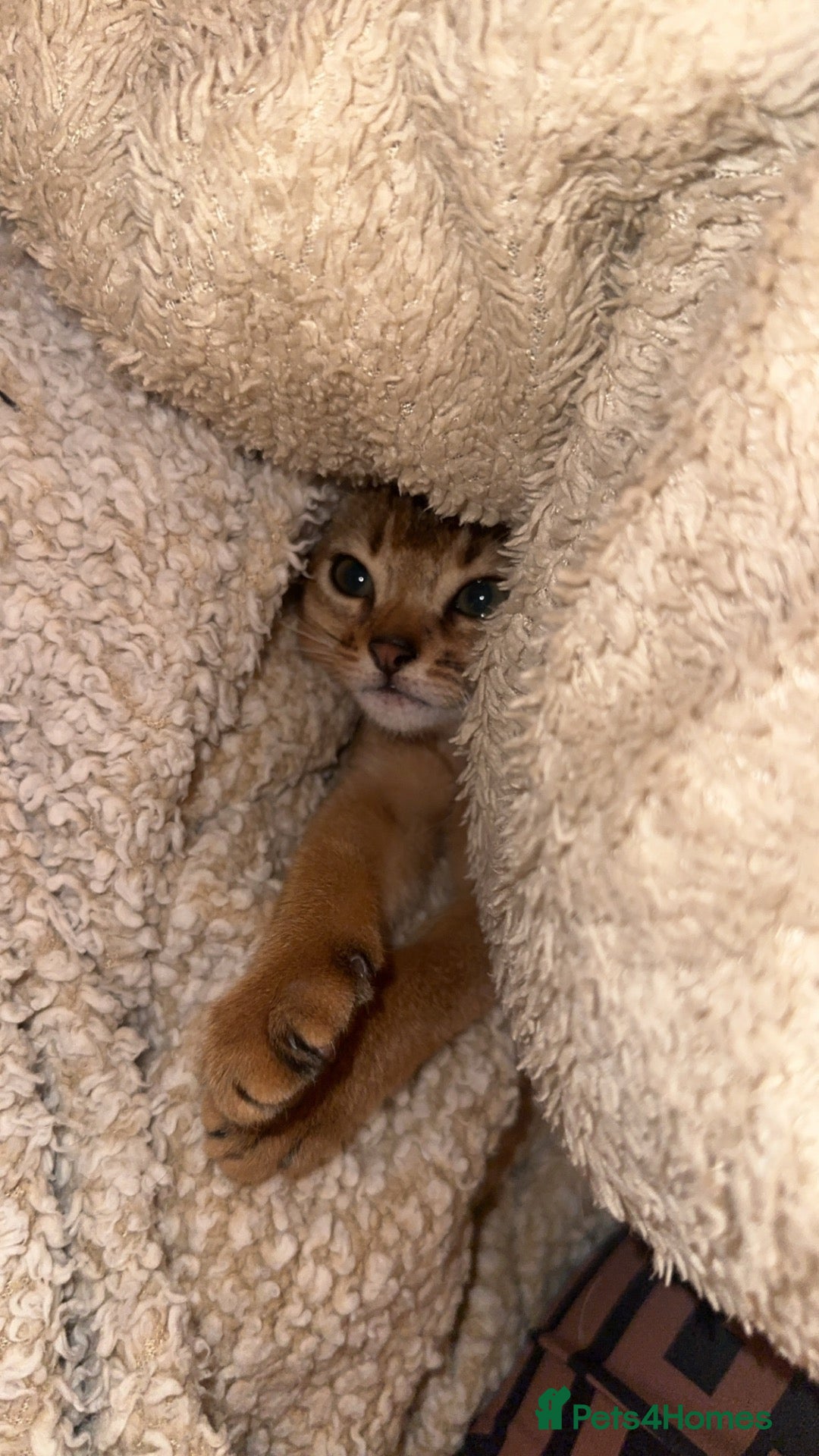 Abyssinian cats Two beautiful Abyssinian kittens  - Advert 2