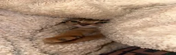 Abyssinian cats for sale: Two beautiful Abyssinian kittens  - Advert 2