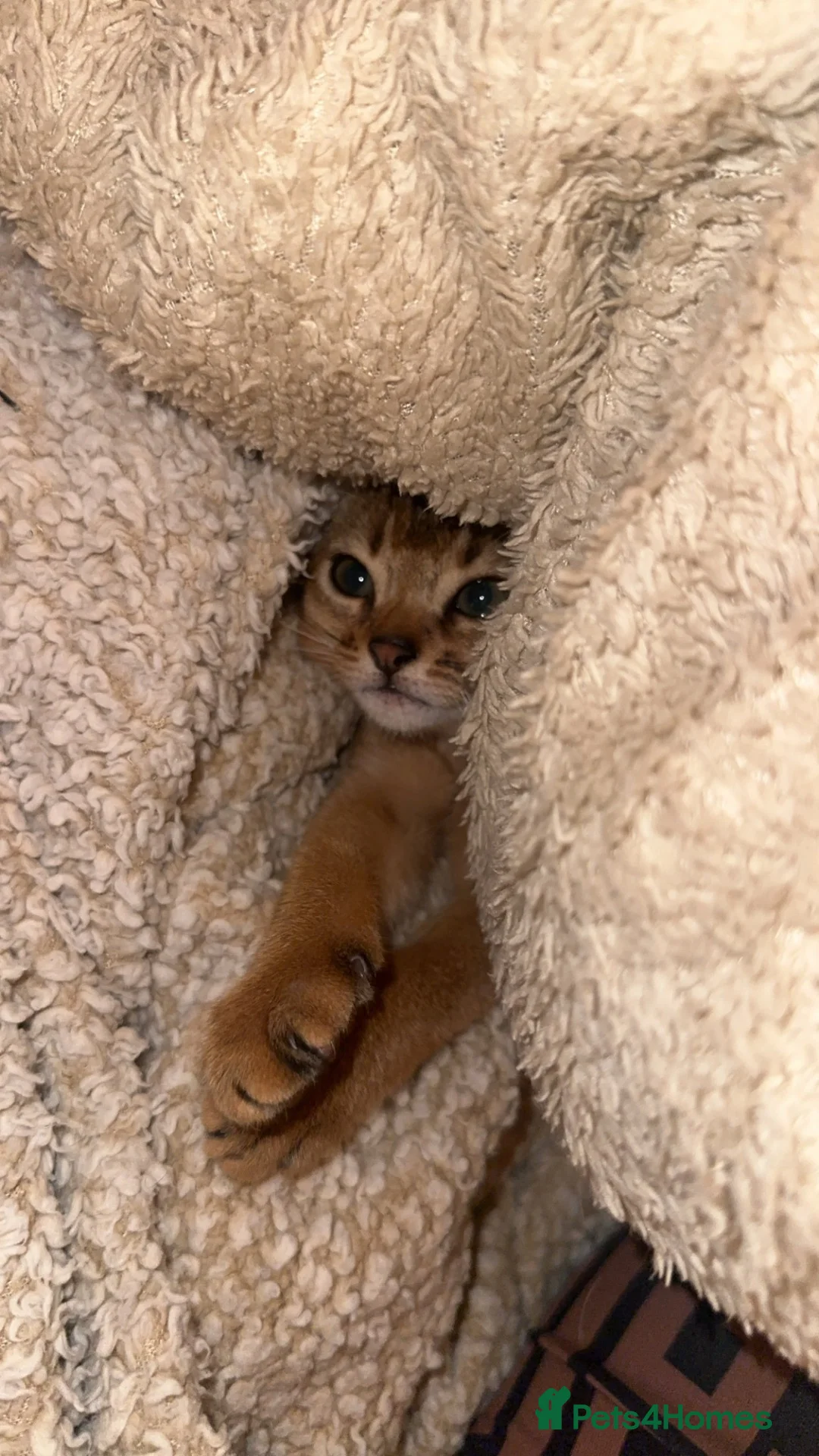 Abyssinian cats for sale: Two beautiful Abyssinian kittens  - Advert 2