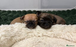 Chihuahua dogs for sale: Chihuahua Pup for Sale - Image 4