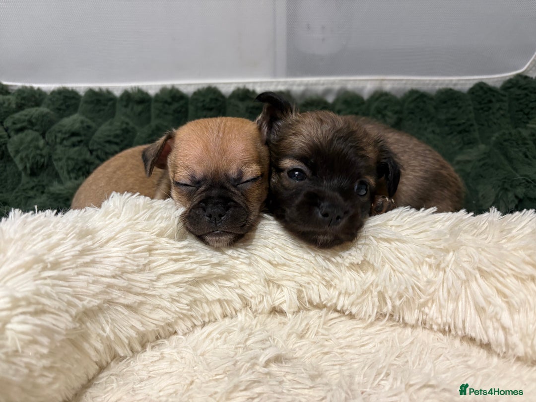 Chihuahua dogs for sale: Chihuahua Pup for Sale - Image 4