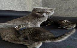 Scottish Fold cats for sale: Scottish fold/straight - Image 19