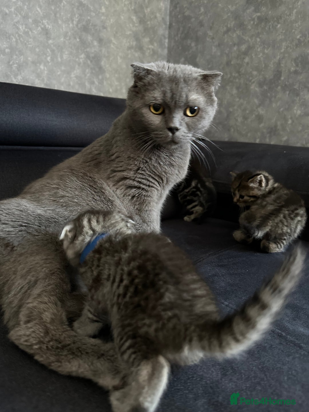 Scottish Fold cats for sale: Scottish fold/straight - Image 19