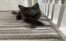 Russian Blue cats for sale: Incredible kittens  - Image 5