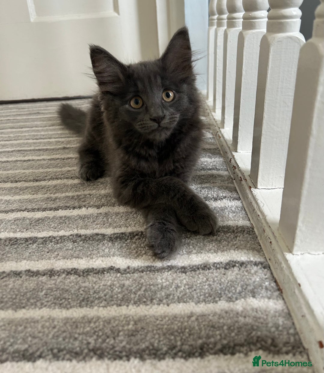 Russian Blue cats for sale: Incredible kittens  - Image 5