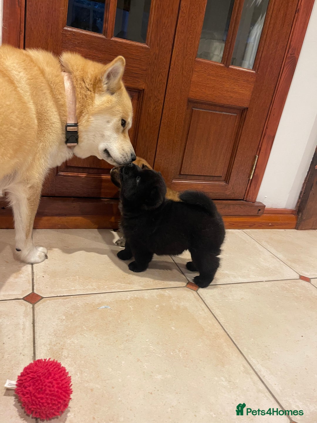Mixed Breed dogs for sale: chowski / chow chow x Siberian husky - Advert 30