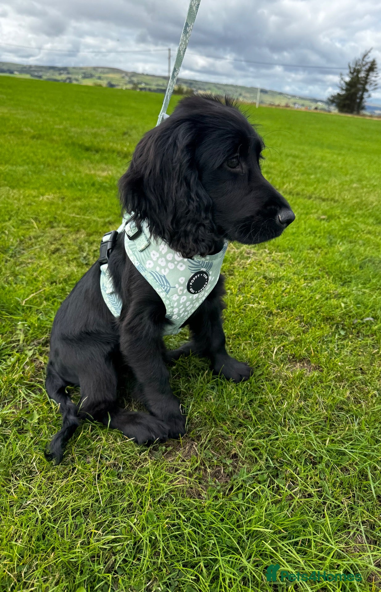 Cocker Spaniel dogs Cocker spaniel puppy - Advert 1