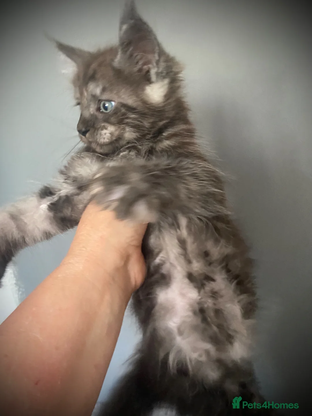 Maine Coon cats for sale: TICA registered Maine Coon Kittens  - Advert 2