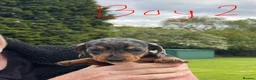 Miniature Dachshund dogs for sale: 2 K/C reg Mini Dachshund Boys For Sale in Goole - Advert 15